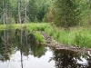 Second beaver dam
